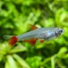 Characidé À Nageoires Rouges - Aphyocharax Anisitsi