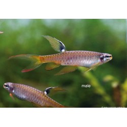 Characin Arroseur - Copella Arnoldi