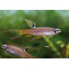 Characin Arroseur - Copella Arnoldi