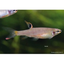 Characin Arroseur - Copella Arnoldi