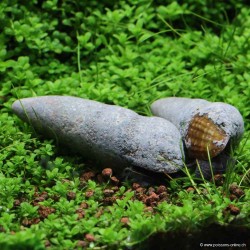 Escargot Lapin Chocolat - Tylomelania Sp.