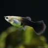 Guppy fem. Nero - Poecilia Reticulata