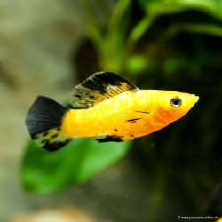 Molly Leopard - Poecilia Latipinna