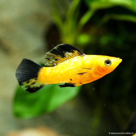 Molly Leopard - Poecilia Latipinna