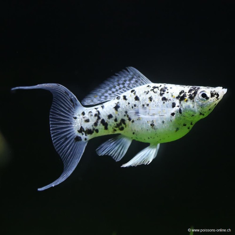 MOLLY SILVER MARBLE LYRE - Poecilia Latipinna
