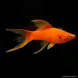 Xipho Red Lyre - Xiphophorus Helleri