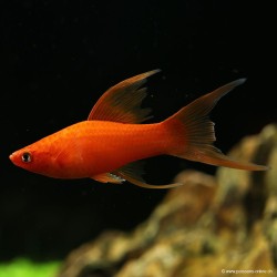 Xipho Red Lyre - Xiphophorus Helleri