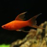 Xipho Red Lyre - Xiphophorus Helleri