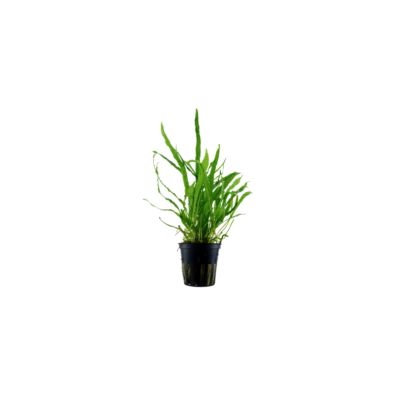 Microsorum pteropus 'Narrow'