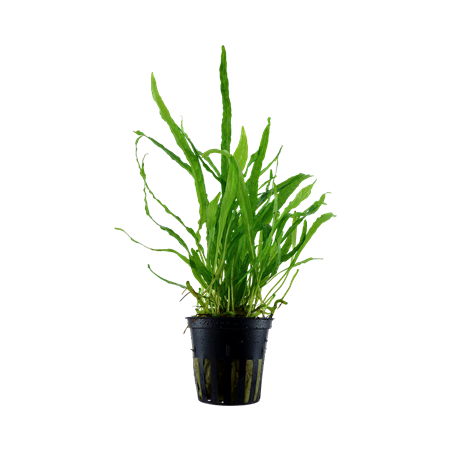 Microsorum pteropus 'Narrow'