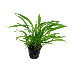 Microsorum pteropus 'Narrow'