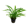 Microsorum pteropus 'Narrow'