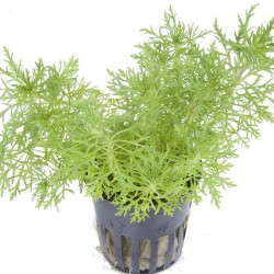 Limnophila aquatica
