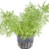 Limnophila aquatica