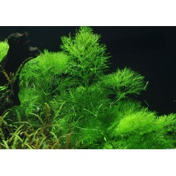 Limnophila aquatica