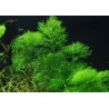 Limnophila aquatica