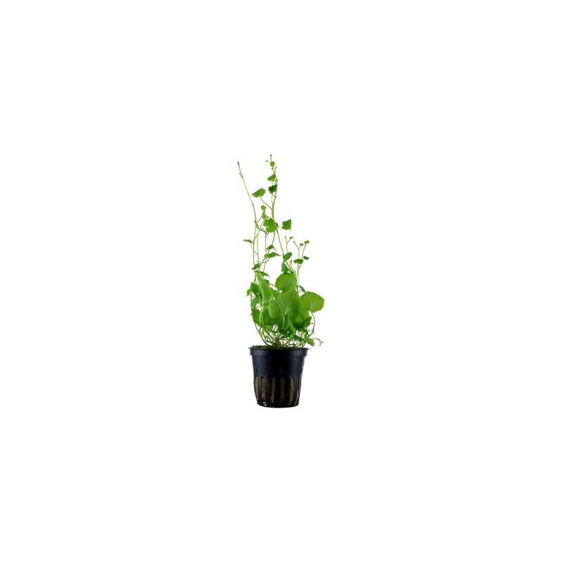 Cardamine lyrata