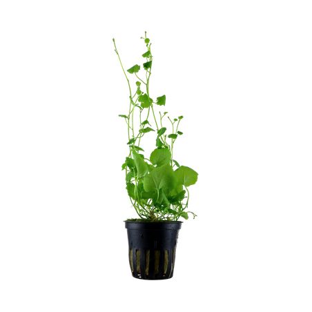 Cardamine lyrata
