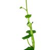 Cardamine lyrata