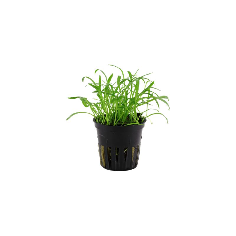 Lilaeopsis brasiliensis Lilaeopsis brasiliensis