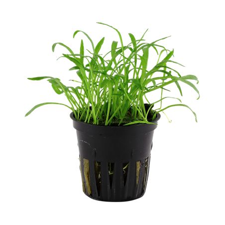 Lilaeopsis brasiliensis