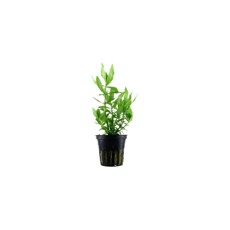 Hygrophila polysperma