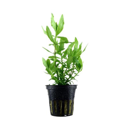 Hygrophila polysperma
