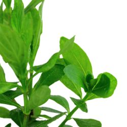 Hygrophila polysperma