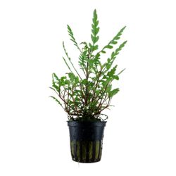 Hygrophila pinnatifida