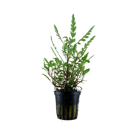 Hygrophila pinnatifida