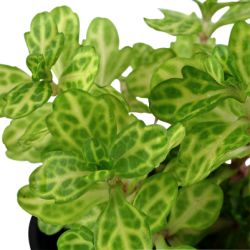 Shinnersia rivularis 'Weiss-Grün'