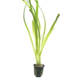 Vallisneria Americana "Gigantea"