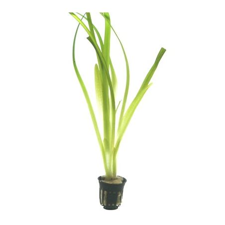 Vallisneria americana 'Gigantea'