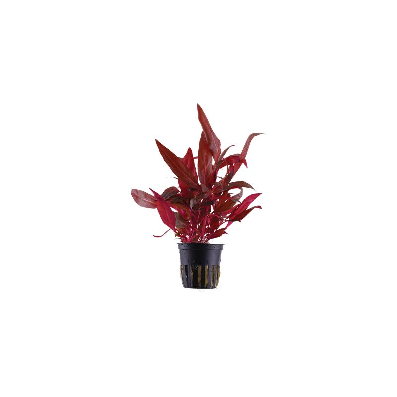 Alternanthera reineckii 'Rosanervig'
