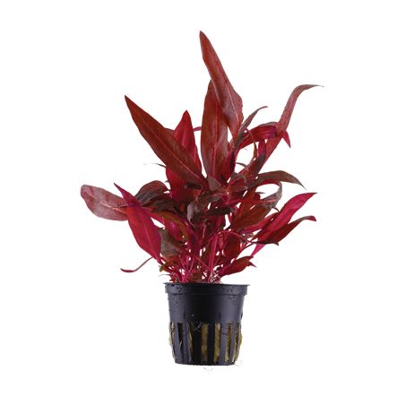 Alternanthera reineckii 'Rosanervig'