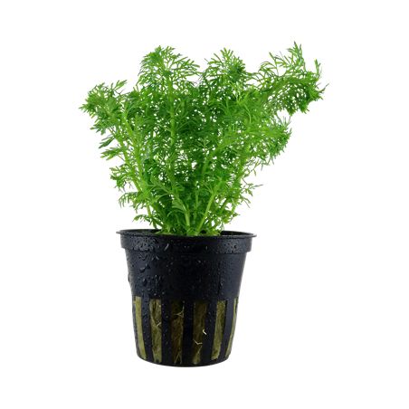 Limnophila sessiliflora