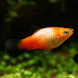 Plamey Sunset Wagatil - Xiphophorus Maculatus