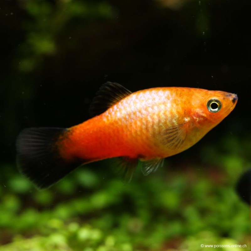 Plamey Sunset Wagatil - Xiphophorus Maculatus