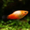 Plamey Sunset Wagatil - Xiphophorus Maculatus