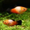 Plamey Sunset Wagatil - Xiphophorus Maculatus
