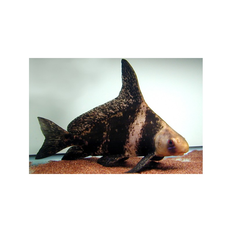 Wimpelkarpfen - Myxocyprinus Asiaticus