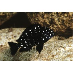 Weisspunkt-Brabantbuntbarsch - Tropheus Duboisi