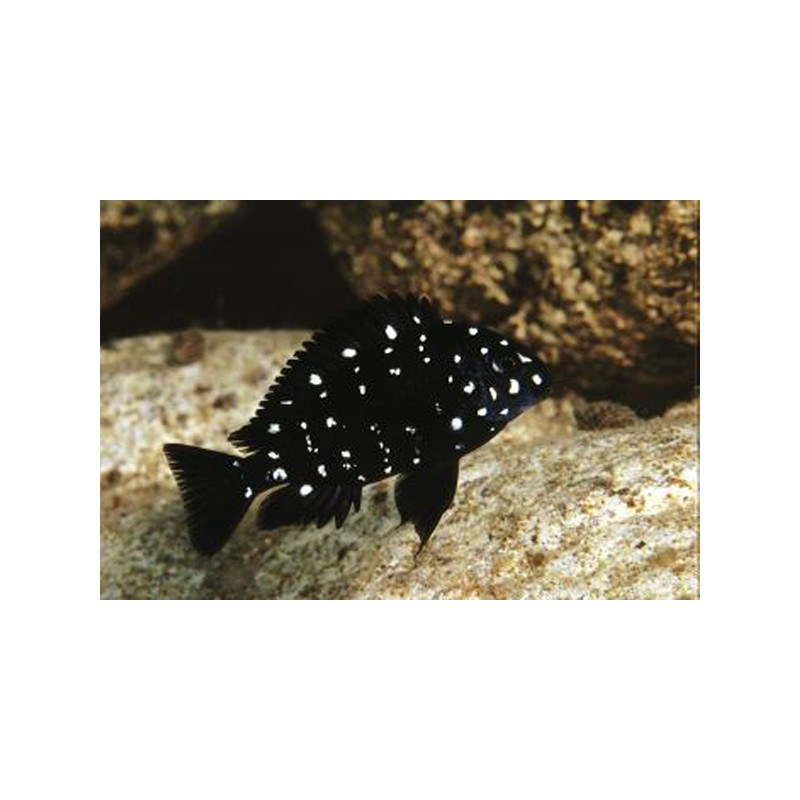 Weisspunkt-Brabantbuntbarsch - Tropheus Duboisi