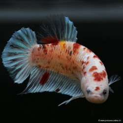 Kampffisch Mann Plakat Koi - Betta Splendens