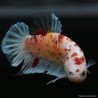 Kampffisch Mann Plakat Koi - Betta Splendens