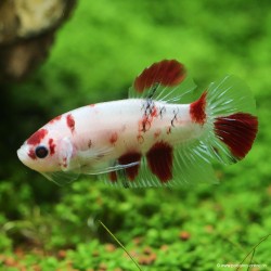 Kampffisch Mann Plakat Koi - Betta Splendens