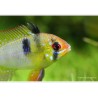 Schmetterlingsbuntbarsch - Papiliochromis Ramirezi