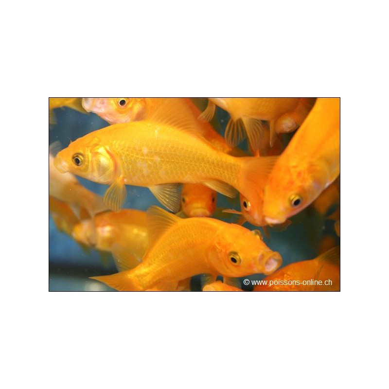 Pesce Rosso - Carassino Giallo - Carassius Auratus