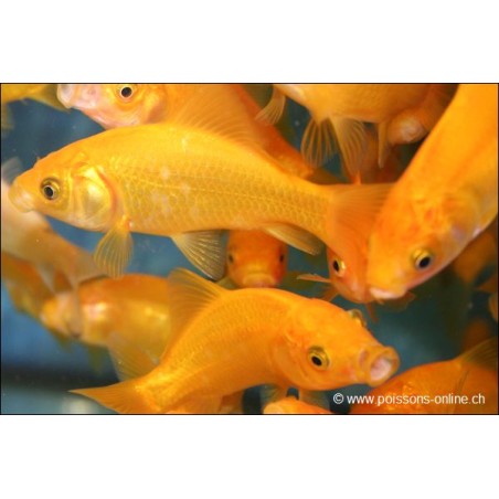 Pesce Rosso - Carassino Giallo - Carassius Auratus