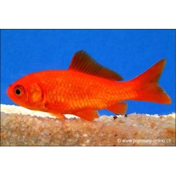 Goldfish - Carassin Rouge - Carassius Auratus